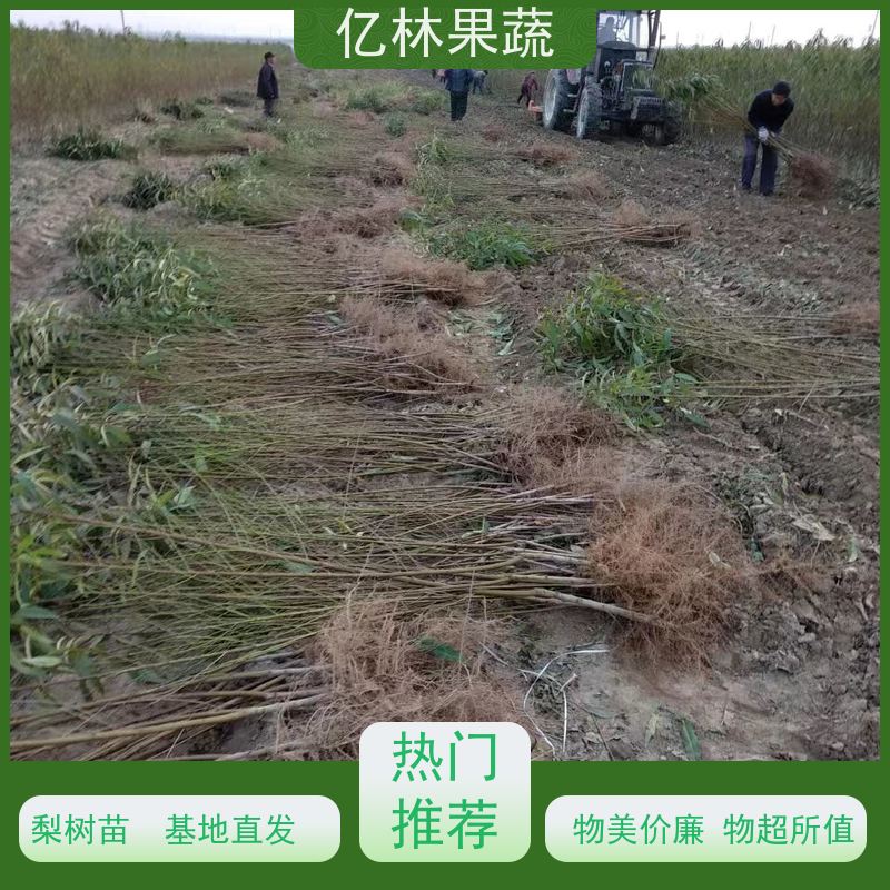 亿林苗木 秋彤桃 园林绿化果树苗 抗寒能力强 根系饱满成活率高