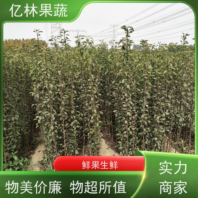 亿林苗木 晚熟桃树苗 特产果树桃幼苗 成活率高