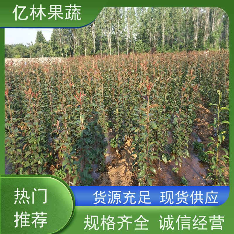 基地供应 黄桃苗 园林绿化果树苗 抗寒能力强 根系饱满成活率高