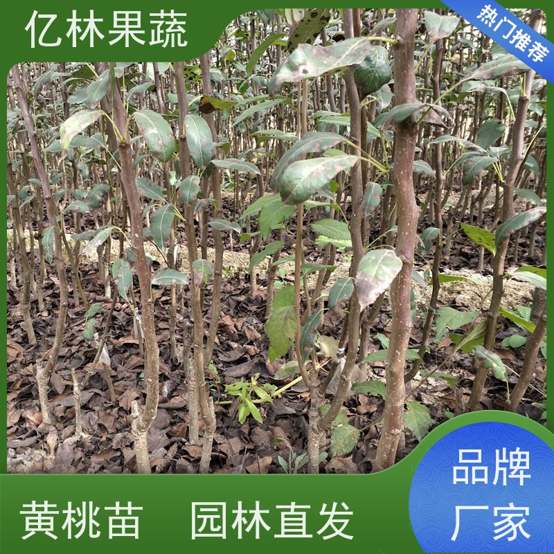 基地供应 桃树苗 三公分现挖现发 品种齐全 成活率高