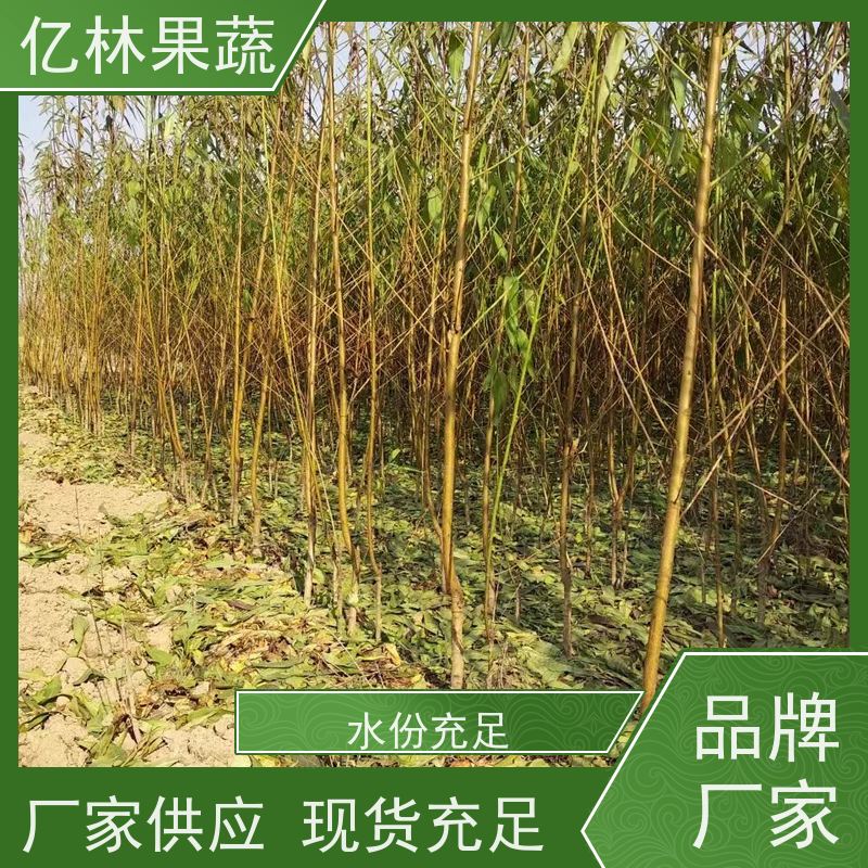 亿林苗木 桃树苗 现挖现发新鲜 粗两公分 基地直发
