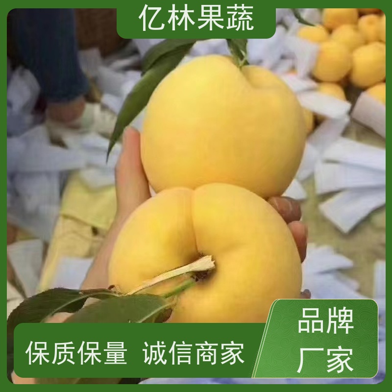 基地供应 桃树苗 现挖现发 口感香甜 果实饱满味道好