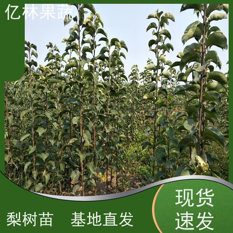 基地培育 油桃苗 晚熟品种桃 口感脆甜 成活率高