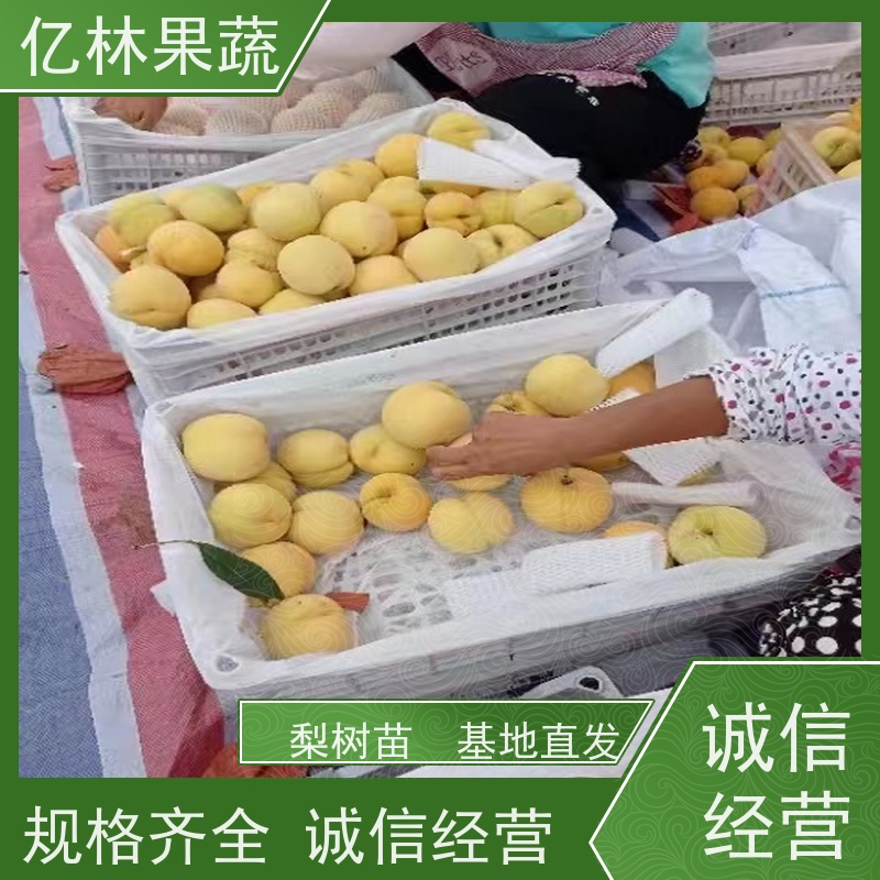 基地培育 黄桃苗 三公分现挖现发 品种齐全 易栽培桃树苗