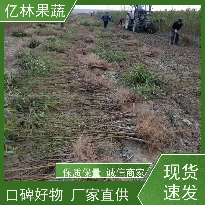 基地供应 秋彤桃 三公分现挖现发 品种齐全 成活率高
