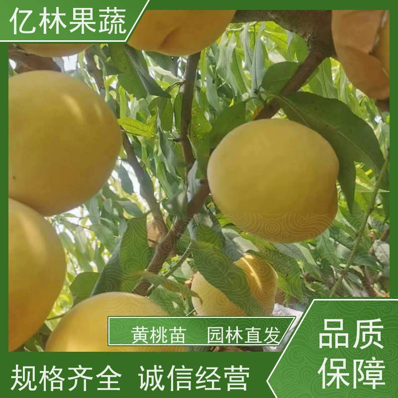 基地供应 秋彤桃 盆栽地栽庭院桃树苗苗 果实饱满味道好