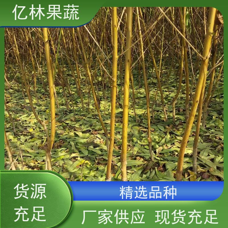 亿林苗木 冬桃苗 三公分现挖现发 品种齐全 易栽培桃树苗