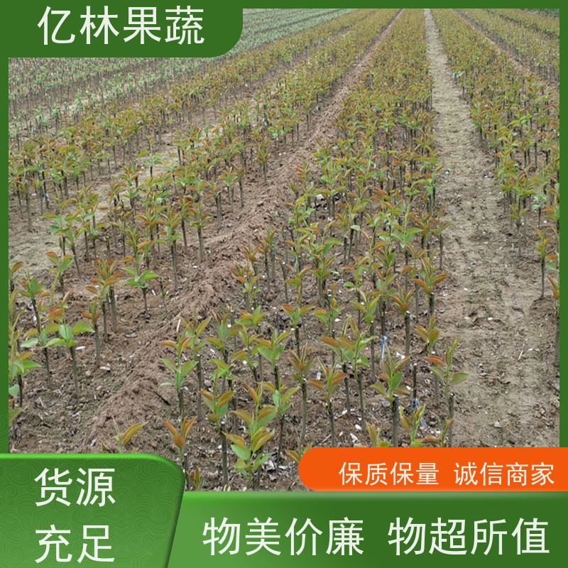 基地供应 秋彤桃 南北方种植 桃树果树苗 果实饱满味道好
