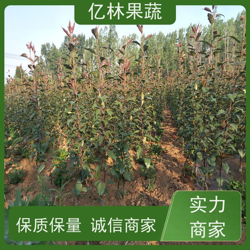基地培育 晚熟桃树苗 嫁接技术指导 抗寒能力强 成活率高