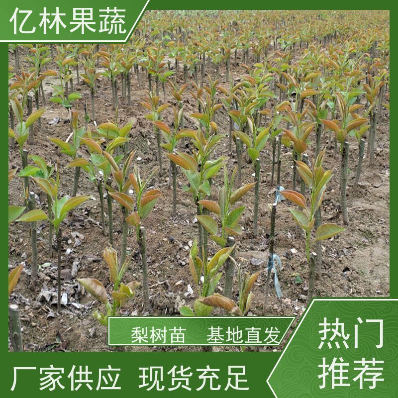 基地供应 园林嫁接桃苗 南北方种植 桃树果树苗 成活率高