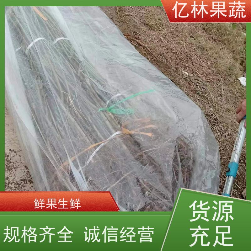 基地供应 冬桃苗 三公分现挖现发 品种齐全 根系饱满成活率高