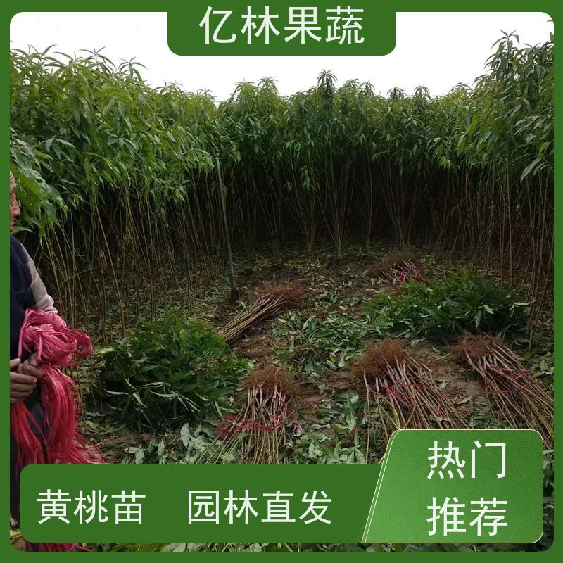 基地供应 秋彤桃 现挖现发新鲜 粗两公分 根系饱满成活率高