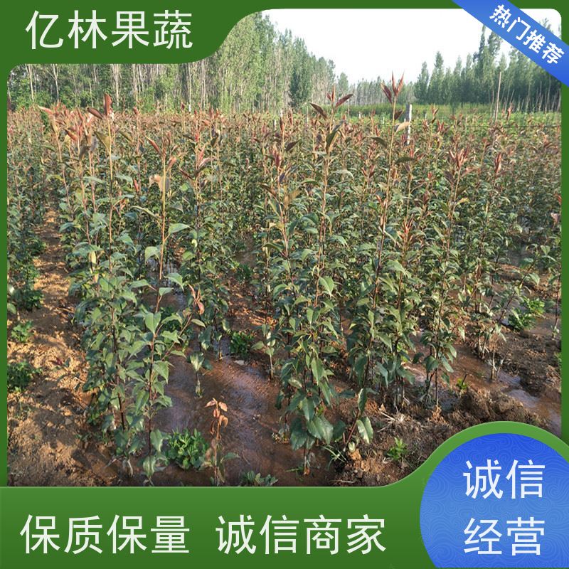 亿林苗木 晚熟桃树苗 特产果树桃幼苗 基地直发