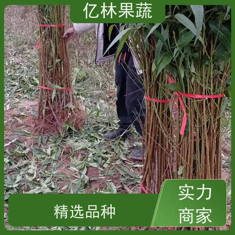 基地供应 油桃苗 晚熟品种桃 口感脆甜 根系饱满成活率高