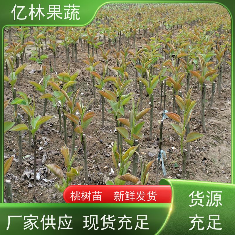 基地供应 秋彤桃 南北方种植 桃树果树苗 根系饱满成活率高