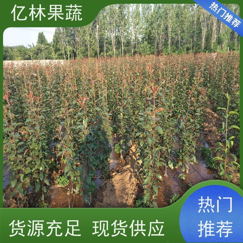 亿林苗木 秋彤桃 园林绿化果树苗 抗寒能力强 根系饱满成活率高