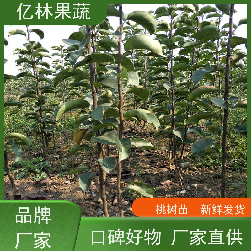 基地供应 秋彤桃 现挖现发 口感香甜 果实饱满味道好