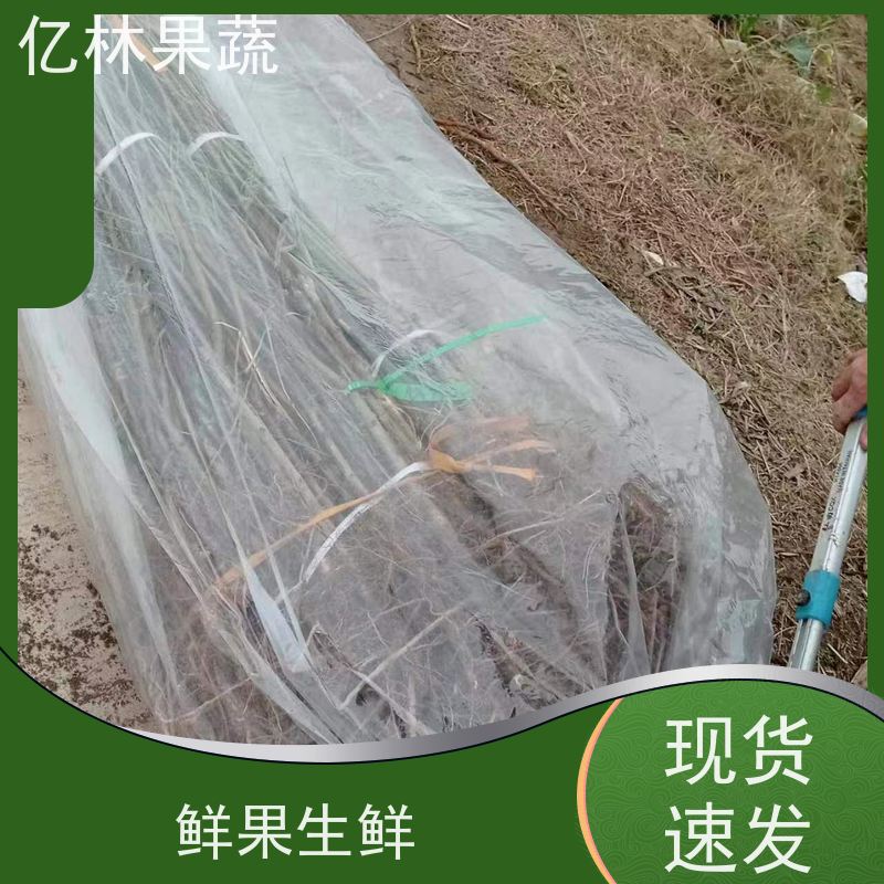 亿林苗木 冬桃苗 新品种挑苗 香甜可口 易栽培桃树苗