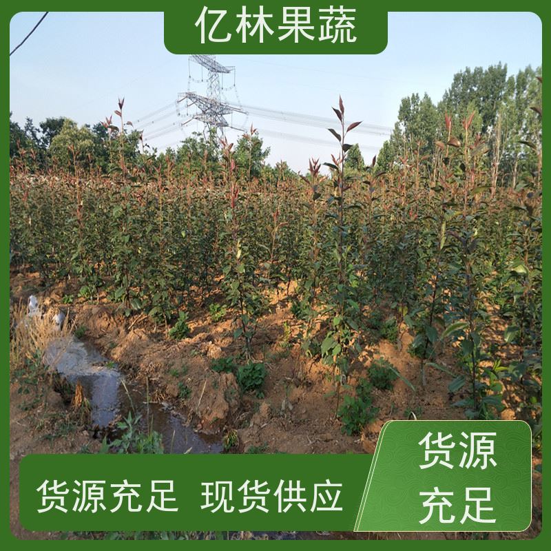 亿林苗木 冬桃苗 特产果树桃幼苗 根系饱满成活率高