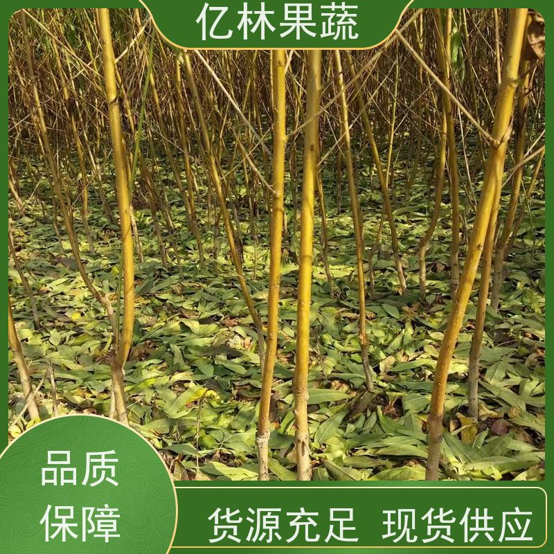 基地培育 园林嫁接桃苗 现挖现发 口感香甜 易栽培桃树苗