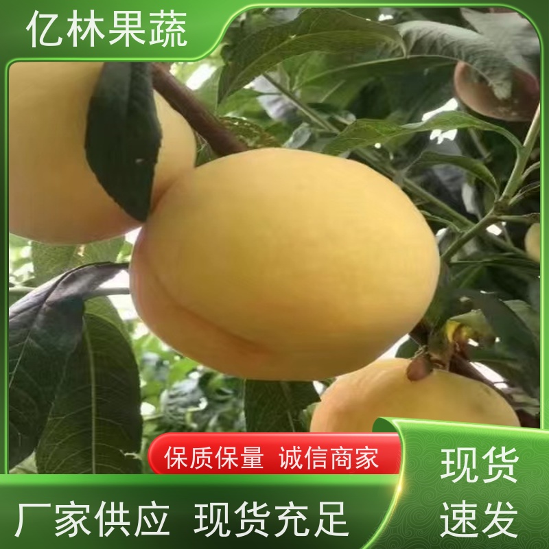基地培育 秋彤桃 园林绿化果树苗 抗寒能力强 果实饱满味道好