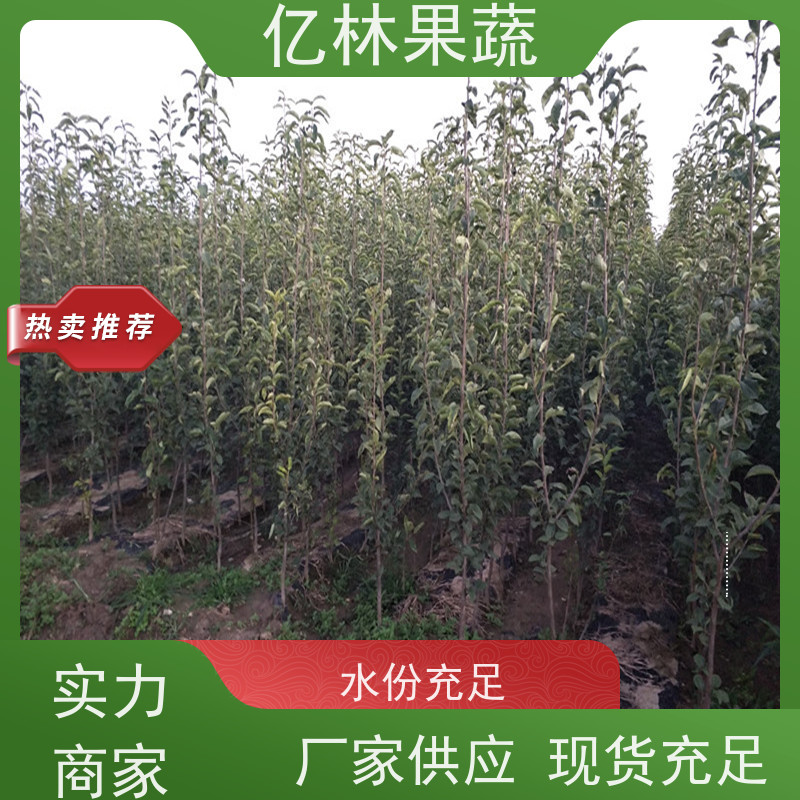 亿林苗木 冬桃苗 园林绿化果树苗 抗寒能力强 成活率高