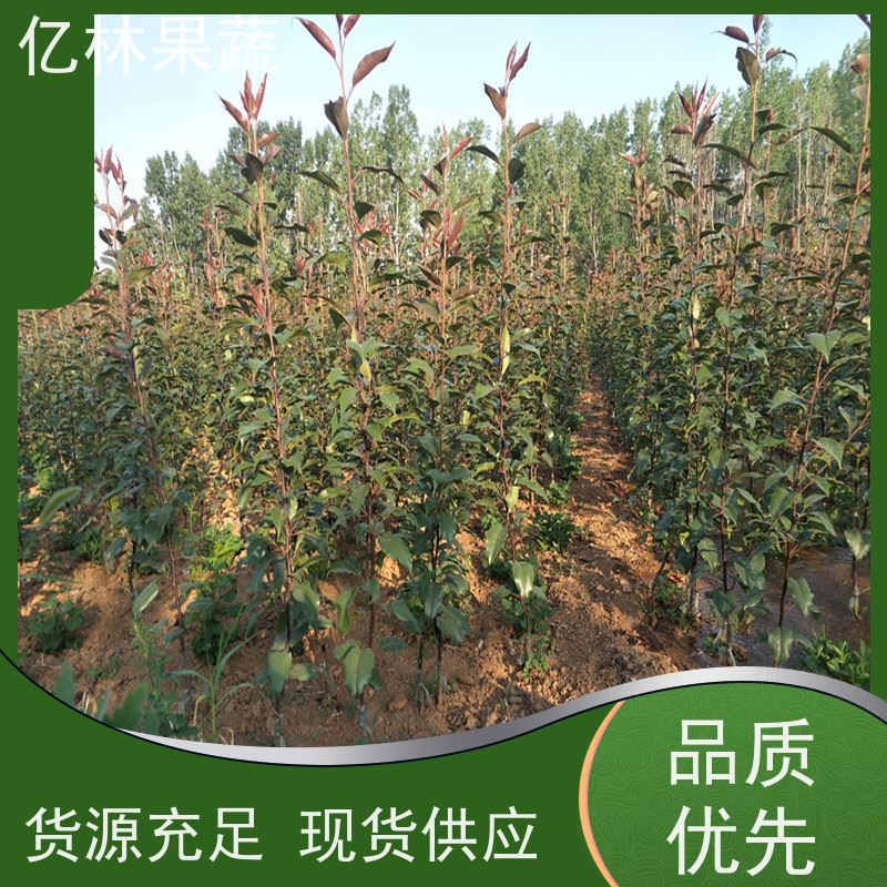 亿林苗木 油桃苗 晚熟品种桃 口感脆甜 易栽培桃树苗