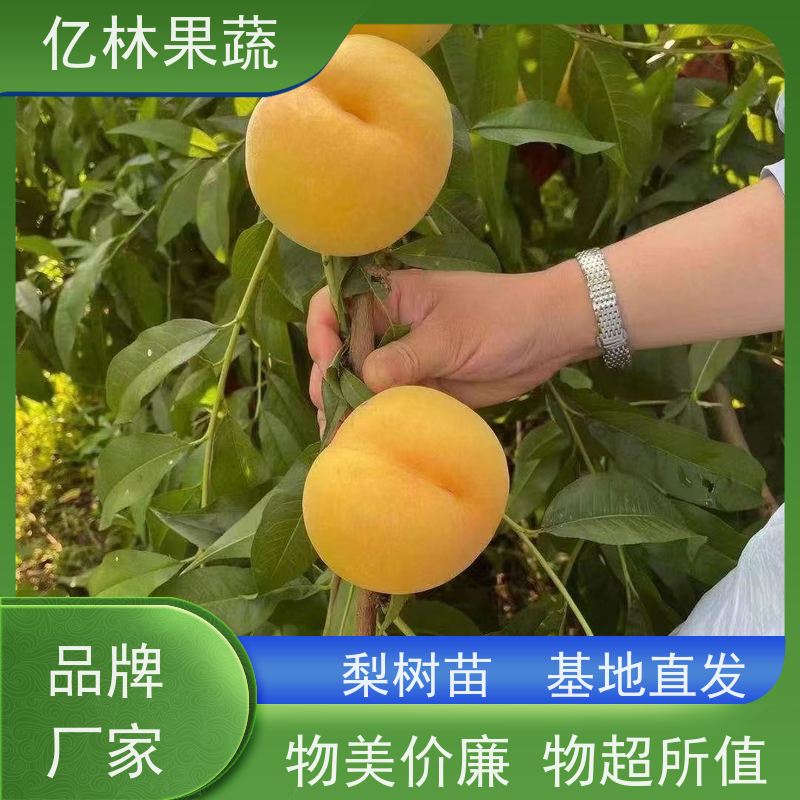 基地培育 园林嫁接桃苗 现挖现发 口感香甜 根系饱满成活率高