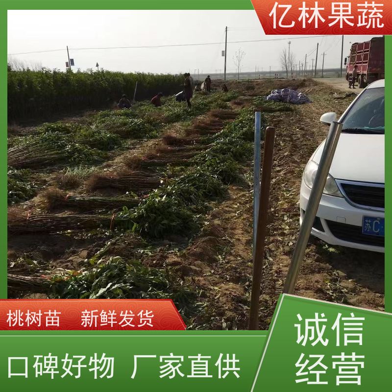亿林苗木 园林嫁接桃苗 南北方种植 桃树果树苗 根系饱满成活率高