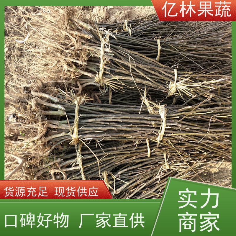 基地供应 晚熟桃树苗 特产果树桃幼苗 果实饱满味道好