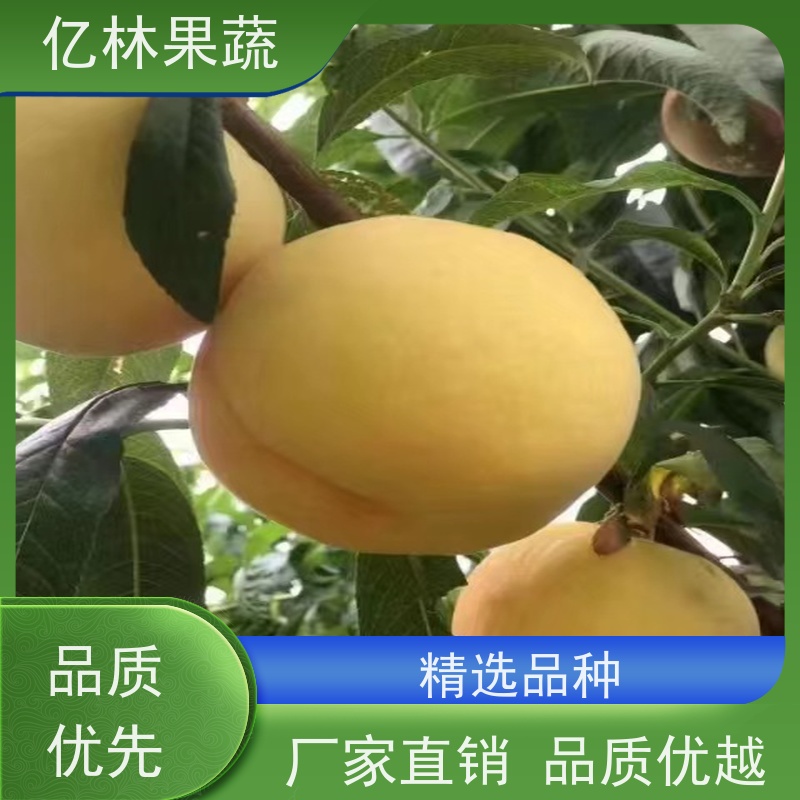 基地培育 冬桃苗 三公分现挖现发 品种齐全 果实饱满味道好