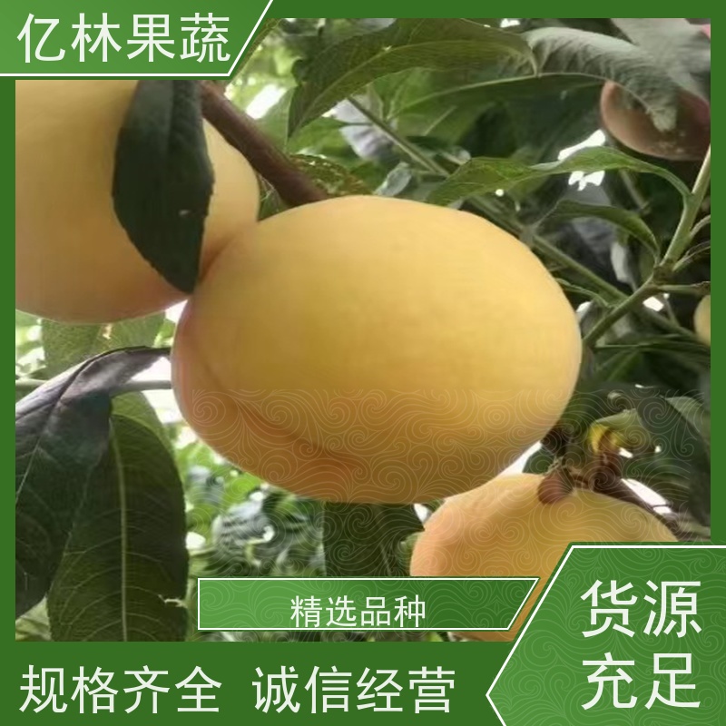 基地供应 冬桃苗 现挖现发新鲜 粗两公分 根系饱满成活率高