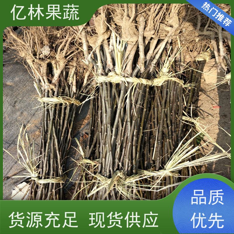 亿林苗木 秋彤桃 盆栽地栽庭院桃树苗苗 果实饱满味道好