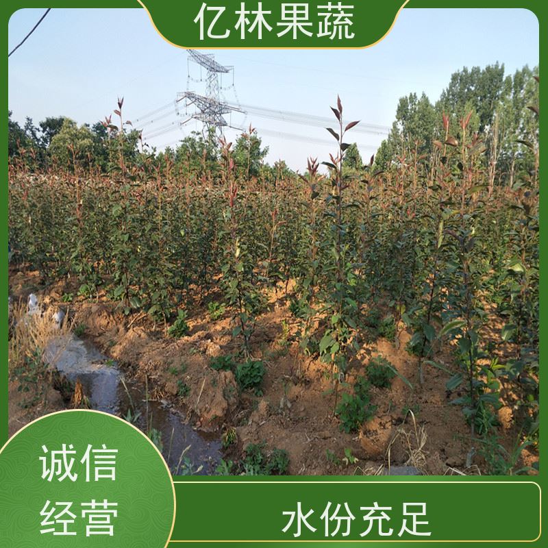 亿林苗木 园林嫁接桃苗 特产果树桃幼苗 果实饱满味道好