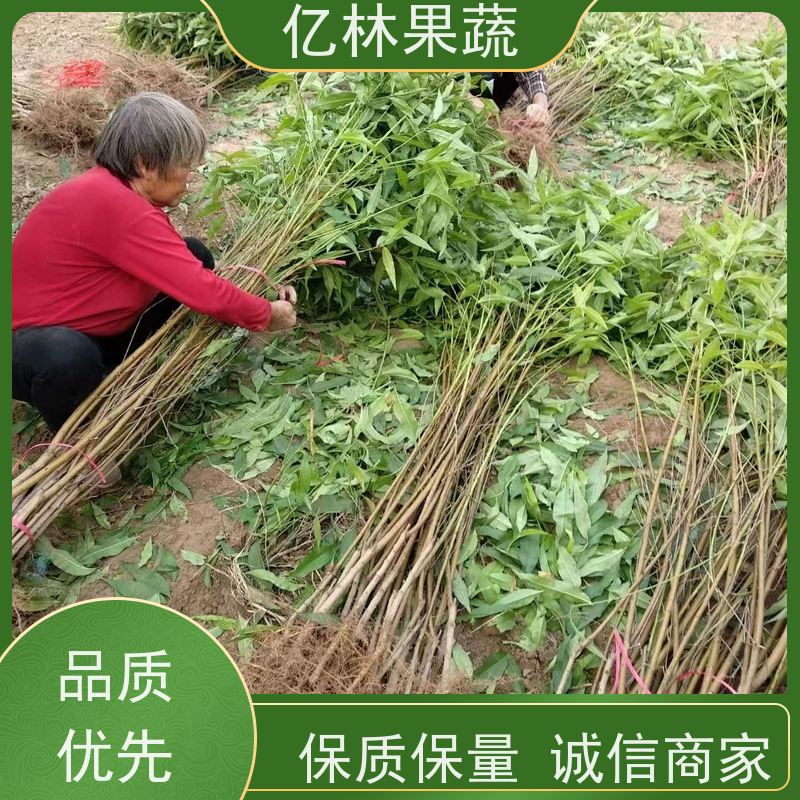 基地培育 园林嫁接桃苗 新品种挑苗 香甜可口 易栽培桃树苗