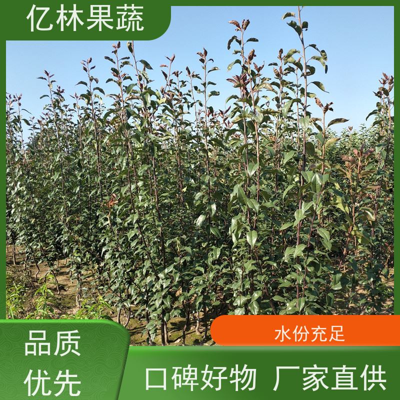 基地供应 秋彤桃 现挖现发 口感香甜 果实饱满味道好