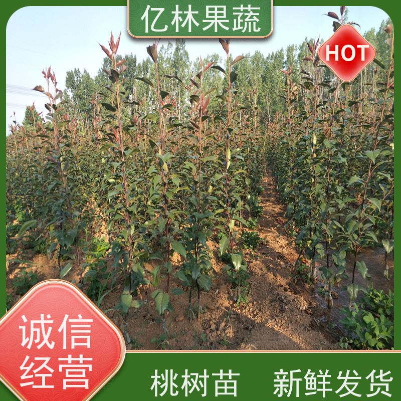 亿林苗木 桃树苗 新品种挑苗 香甜可口 根系饱满成活率高