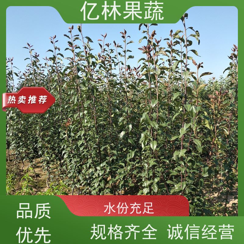 基地供应 园林嫁接桃苗 盆栽地栽庭院桃树苗苗 根系饱满成活率高