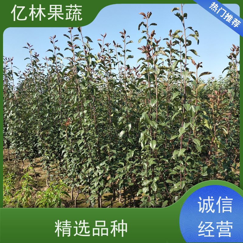 基地供应 冬桃苗 新品种挑苗 香甜可口 根系饱满成活率高