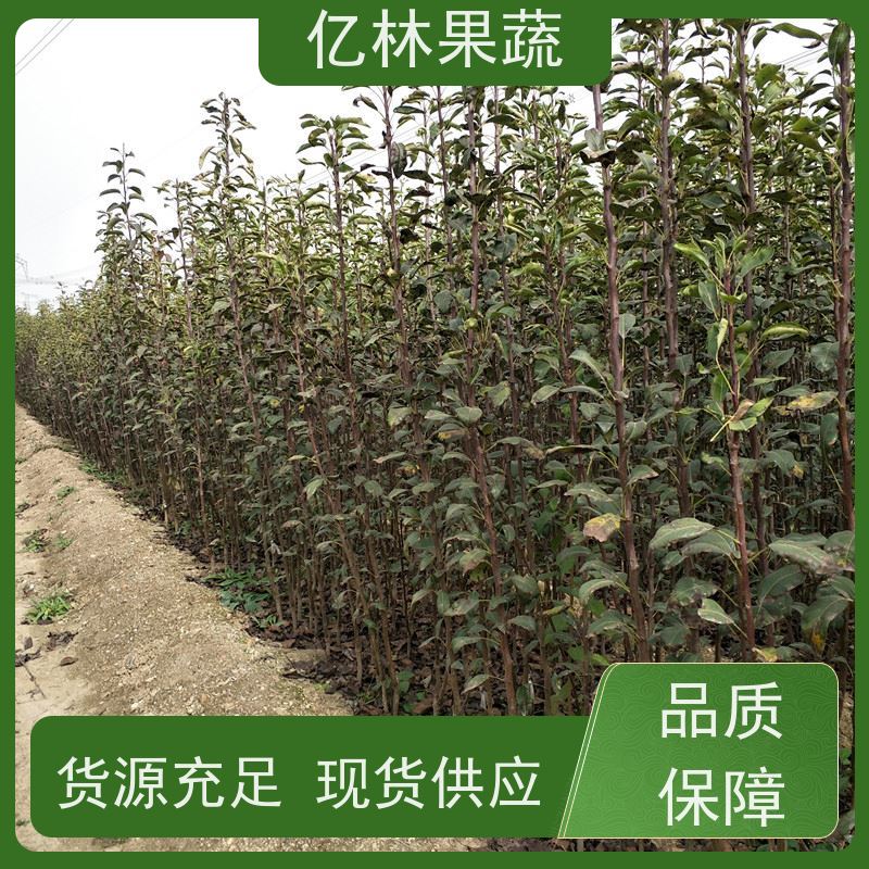 基地培育 冬桃苗 园林绿化果树苗 抗寒能力强 果实饱满味道好