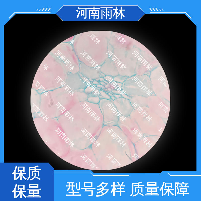 颜色鲜亮 支持定制 可后期加工 实验标本 雨林教育工程