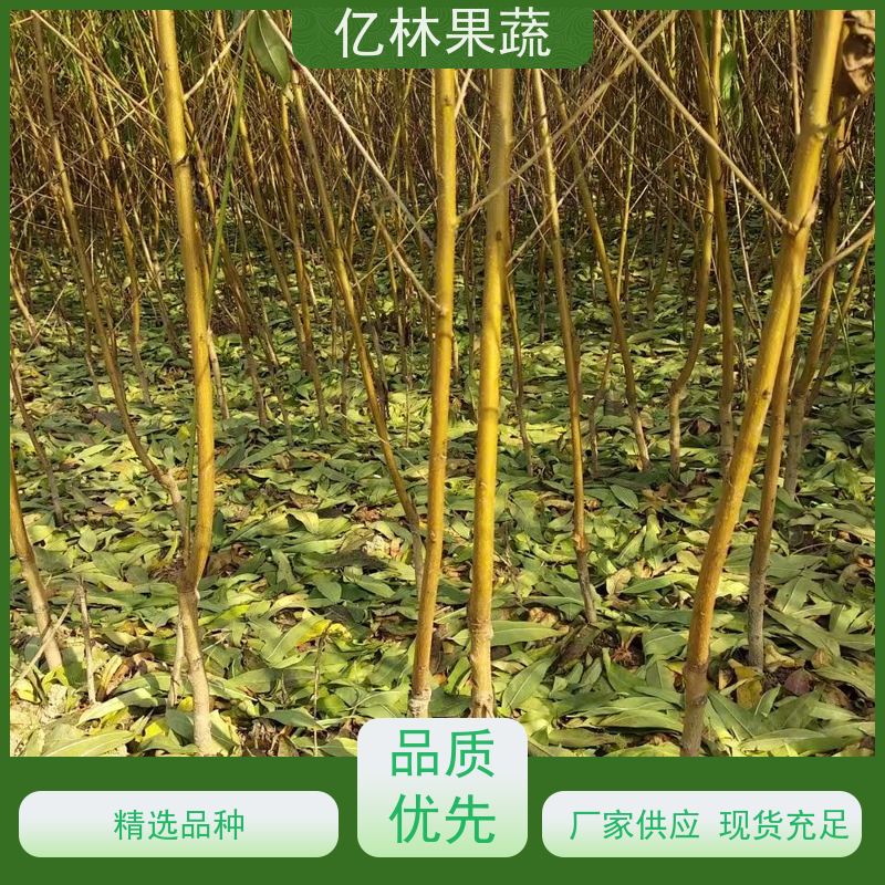 亿林苗木 黄桃苗 晚熟品种桃 口感脆甜 基地直发