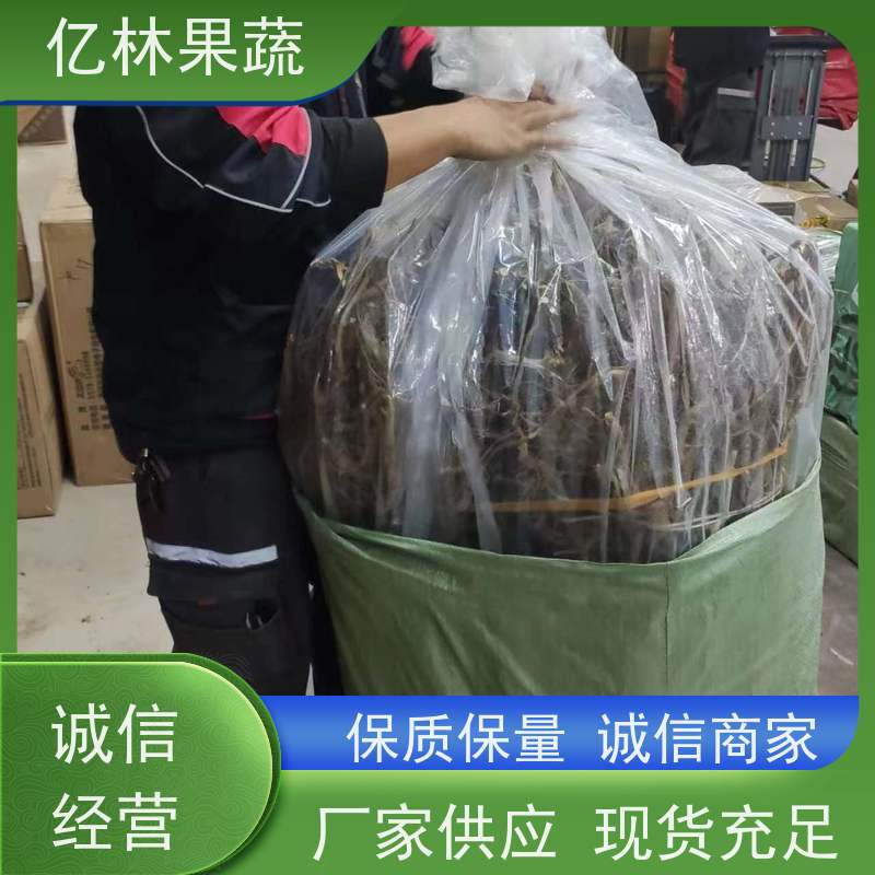 亿林苗木 黄桃苗 果树苗批发 当年结果 根系饱满成活率高