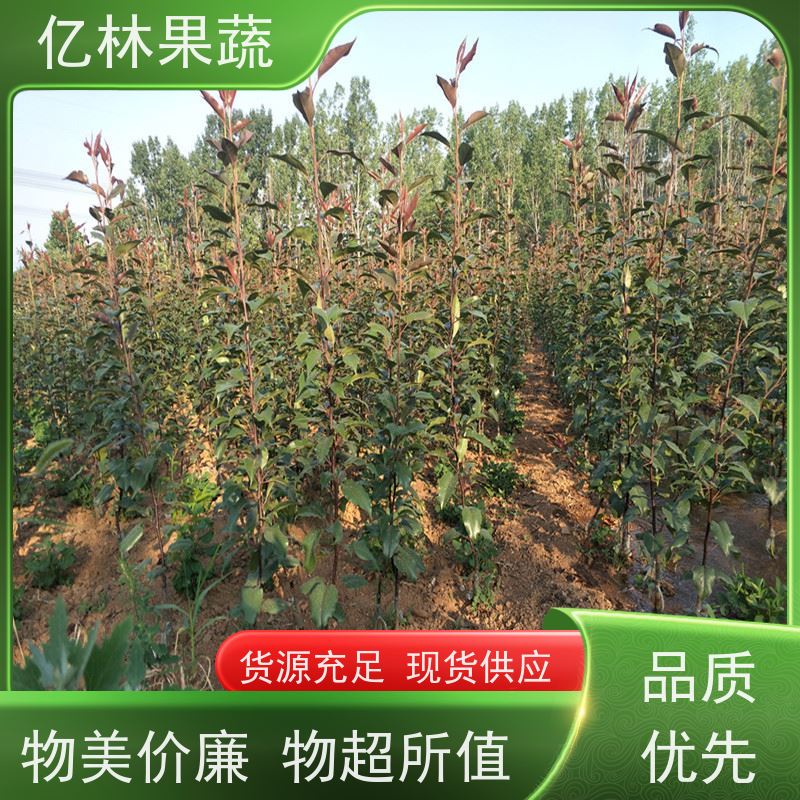 基地供应 油桃苗 现挖现发 口感香甜 根系饱满成活率高