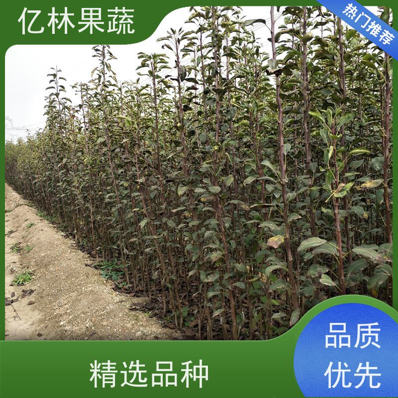 亿林苗木 黄桃苗 桃树果苗批发 自家园林 基地直发