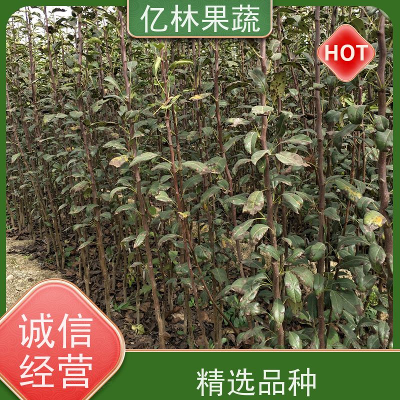 基地供应 晚熟桃树苗 现挖现发 口感香甜 果实饱满味道好