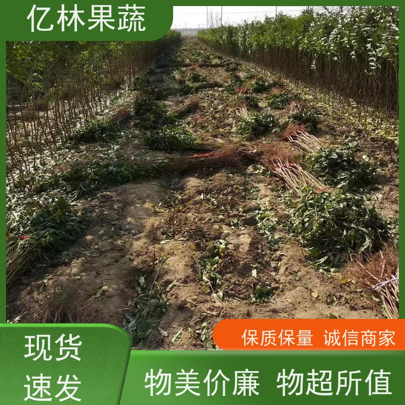 基地供应 油桃苗 现挖现发新鲜 粗两公分 根系饱满成活率高