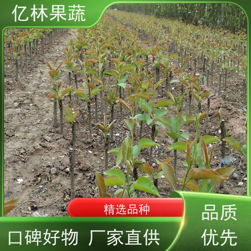 基地供应 黄桃苗 特产果树桃幼苗 根系饱满成活率高