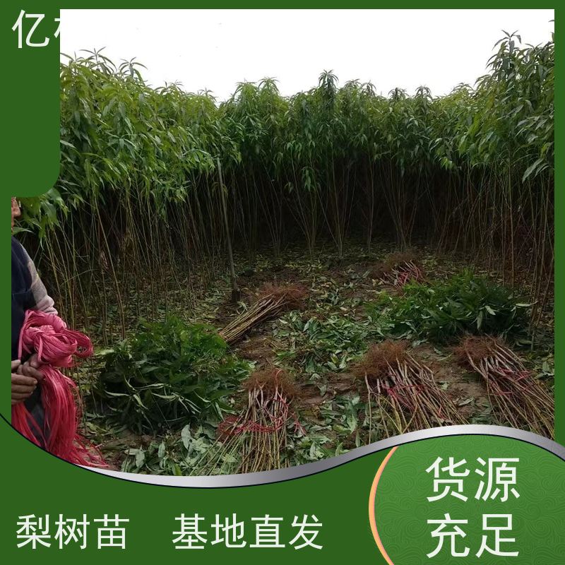 亿林苗木 冬桃苗 嫁接技术指导 抗寒能力强 易栽培桃树苗