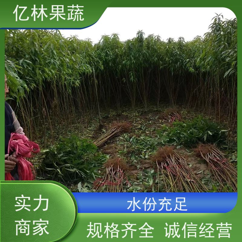基地培育 秋彤桃 嫁接技术指导 抗寒能力强 易栽培桃树苗